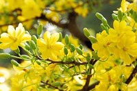 Hoa mai vàng (bài đọc hiểu Việt lớp 4 - đề số 1)
